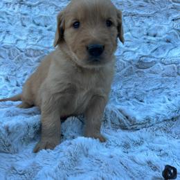 Black - Dark golden male Golden Retriever puppy in Mount Carmel, Tennessee from HS Goldens