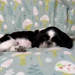 Shih Tzu Puppies from Altas Palmas Shih Tzu