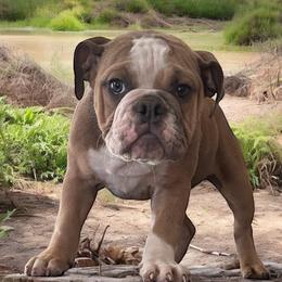 Syrax - Bulldog