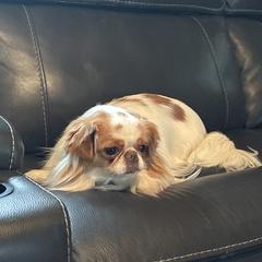 Cherishing Chins Mable - Lemon and white female Japanese Chin puppy in New York, New York from Cherishing Chins