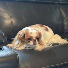 Cherishing Chins Mable - Lemon and white female Japanese Chin puppy in New York, New York from Cherishing Chins