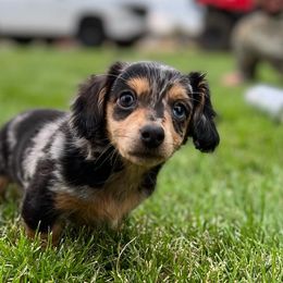 Dachshunds from Circle C Farm