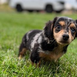 Dachshunds from Circle C Farm