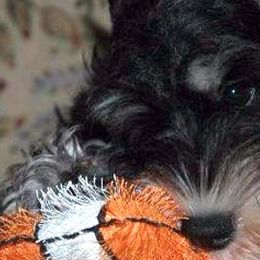 Miniature Schnauzers from Saxony Miniature Schnauzers