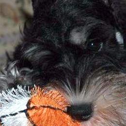 Miniature Schnauzers from Saxony Miniature Schnauzers