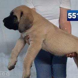 AKC PUP 551 - Fawn male Mastiff puppy in Ava, Missouri from Ozark Mountain Mastiffs