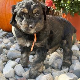 Biscuit - Sable female Aussiedoodle puppy in Ellenburg Center, New York from Kristin's Puppies