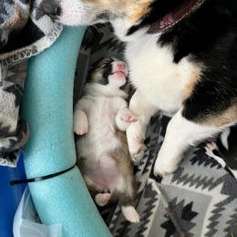 Pembroke Welsh Corgi Puppies from S7 Corgis and Chaos
