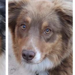 Akela - Australian Shepherd