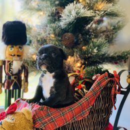 "Brindle female, 4 weeks" Cane Corso and French Bulldog Puppies from Jens Den