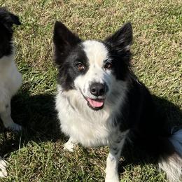 Belgian Malinois and Border Collies from RLSF kennels
