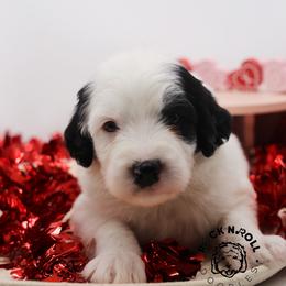 Benedict Bridgerton - Black and white male Sheepadoodle puppy in Edmond, Oklahoma from Rock N Roll Doodles