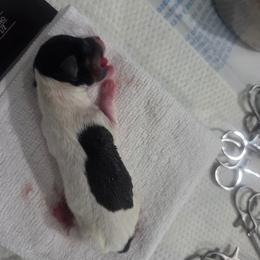 Boy 3 - White black and tan male Toy Fox Terrier puppy in Conway, South Carolina from Bee'Em Sea Kennel