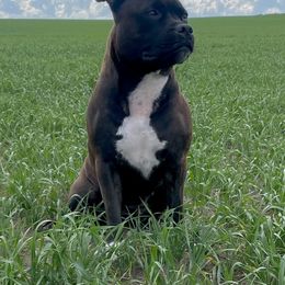 Bennie - Staffordshire Bull Terrier