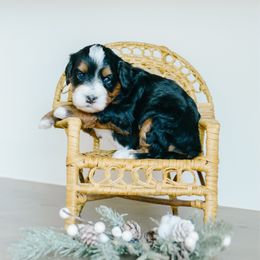 Nox - Tri-color female Bernedoodle puppy in Spanish Fork, Utah from K Brand Doodles