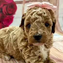Skye - Cream female Goldendoodle puppy in Idabel, Oklahoma from Kay Kay’s Poodles & Doodles