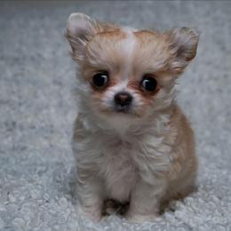 Daisy - Gold and white female Chihuahua puppy in Portland, Oregon from PNW Toy Breeds
