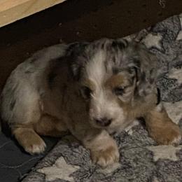 Winnie - Dapple male Dachshund puppy in Elizabethtown, Kentucky from Teeny Tiny Puppy Tails