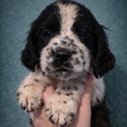 Knight - Black and white male English Springer Spaniel puppy in Florida from Thunderbird Springers