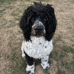 Oakley - Saint Berdoodle
