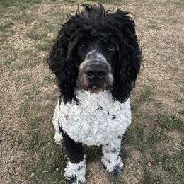 Oakley - Saint Berdoodle