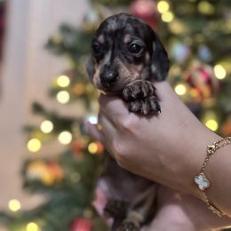 Shadow - Dapple male Dachshund puppy in Riverside, California from Rwennies951