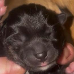 Black:Tan F - Black and tan female Shiba Inu puppy in Clewiston, Florida from Animal Farm Shiba Inus & Mameshibas
