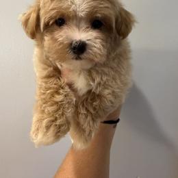 Yellow collar ( sangria litter) - Red male Maltipoo puppy in Fredericktown, Missouri from Doodle Pups Fur-Ever