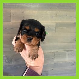 Franklin - Black and tan male Cavalier King Charles Spaniel puppy in De Pere, Wisconsin from Rose Garden Kennels