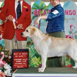 Labrador Retrievers from Lucky Penny Labrador Retrievers