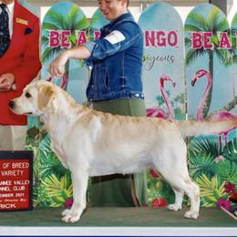 Labrador Retrievers from Lucky Penny Labrador Retrievers
