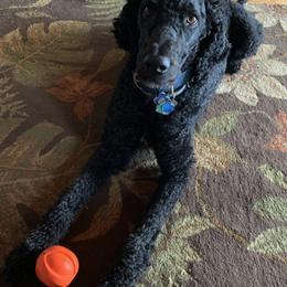 Poodles from Sharon’s Poodles