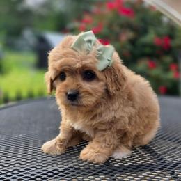 Mrs. Potts - female Cavapoochon puppy in Bullard, Texas from Cavapoochon Central LLC