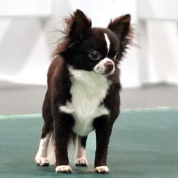 Gary - Chihuahua