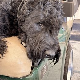 Joey - Giant Schnauzer