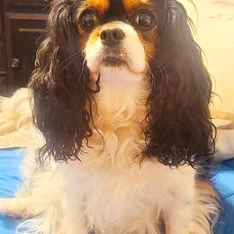 Gussie - Cavalier King Charles Spaniel