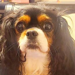 Gussie - Cavalier King Charles Spaniel