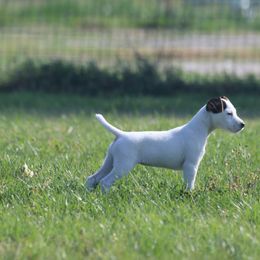 Jack Russell Terrier Puppies from Ground Force Jack Russell Terriers