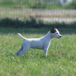 Jack Russell Terrier Puppies from Ground Force Jack Russell Terriers