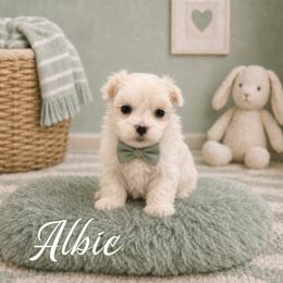 Albie - White male Maltese puppy in Bowling Green, Kentucky from Denise Clark
