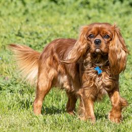 Bingley - Cavalier King Charles Spaniel