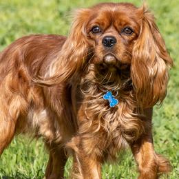 Bingley - Cavalier King Charles Spaniel
