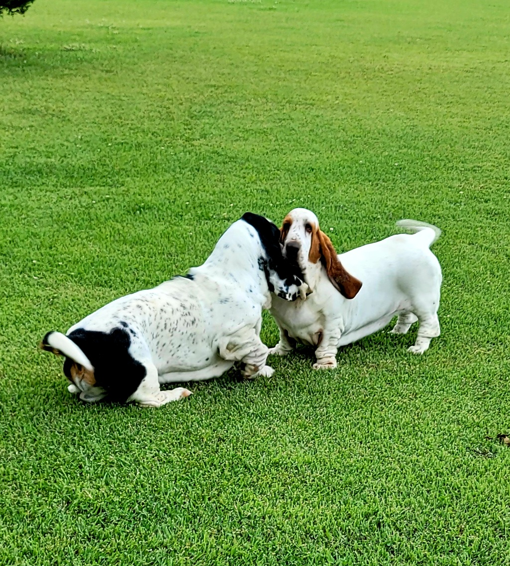 Basset Hound Puppies from Double Branch Basset Hounds