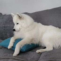 Betty - Samoyed