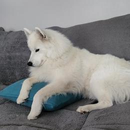 Betty - Samoyed