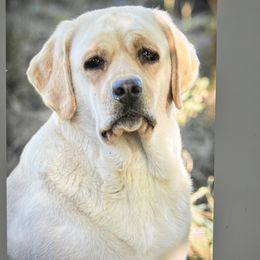 Lady - Labrador Retriever