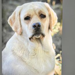 Lady - Labrador Retriever