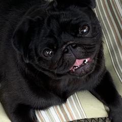 Pugs from Paradise Paws of PA