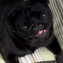 Pugs from Paradise Paws of PA