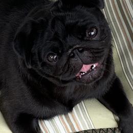 Pugs from Paradise Paws of PA